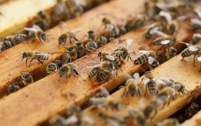 养蜂技术正文