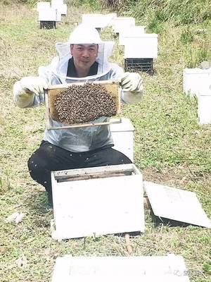 治水促转型生态养殖赢红利 景宁县生态养蜂业为美丽环境“加蜜”