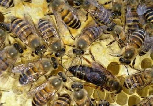蜜蜂养殖,换下的蜂王舍不得遗弃 这样储存,可备不时之需