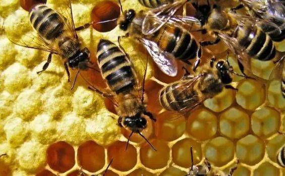 蜜蜂不出巢,严重影响收益,其实是这些原因造成的