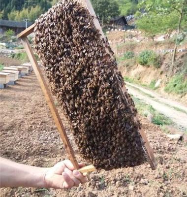 蜜蜂养殖技术图片