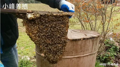 一年没割蜜的土养蜜蜂,打开一看全是雄蜂,亏惨了